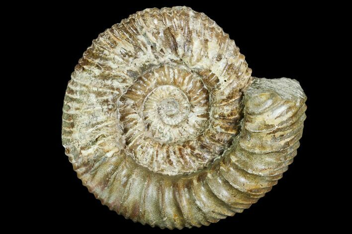 Stephanoceras Ammonite - Kirchberg, Switzerland #108788